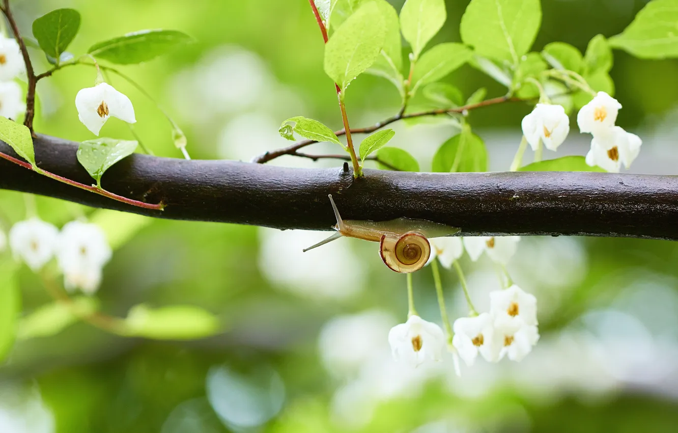Photo wallpaper leaves, trees, branches, snail