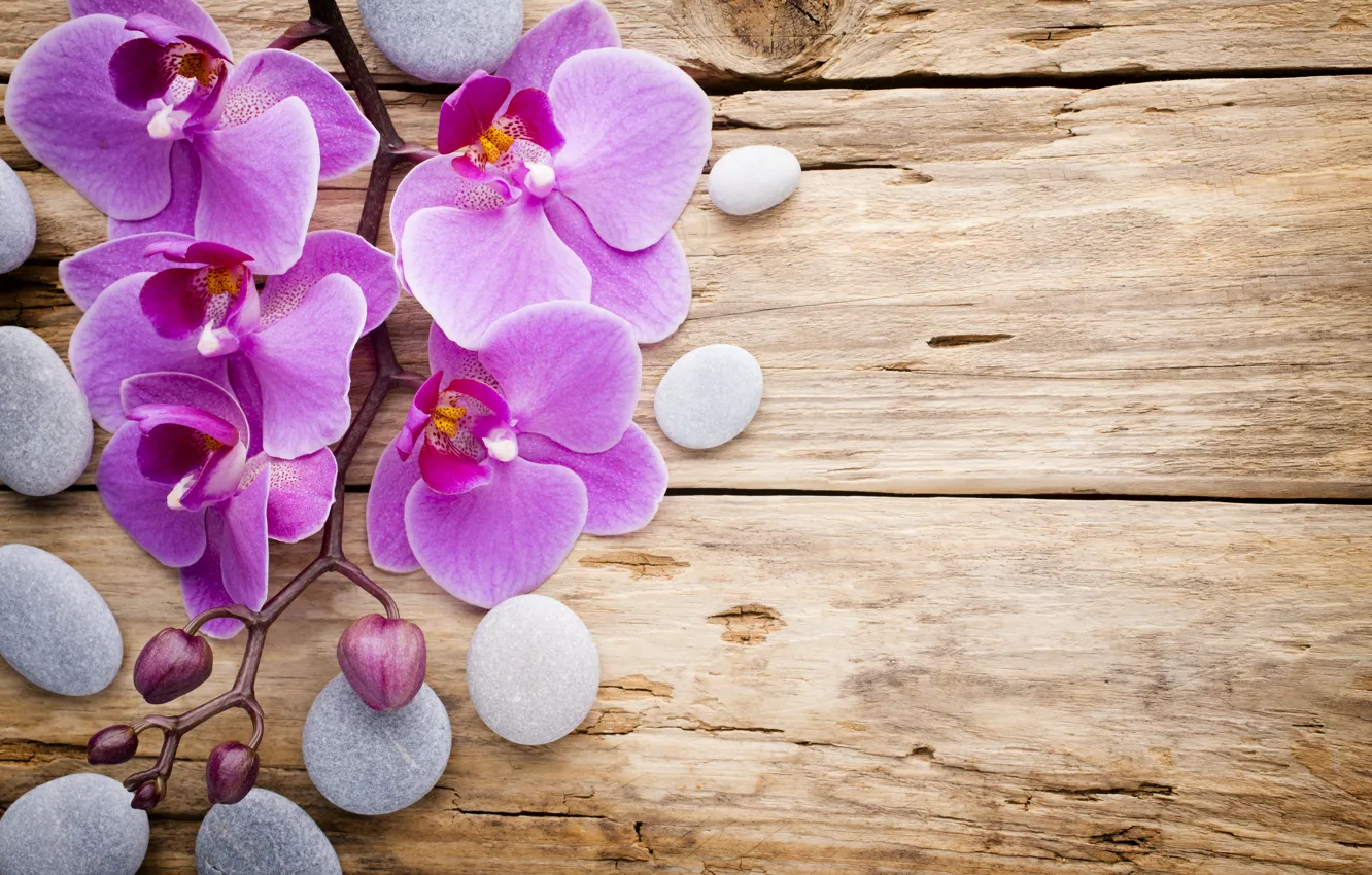 Photo wallpaper stones, wood, Orchid, pink, flowers, orchid