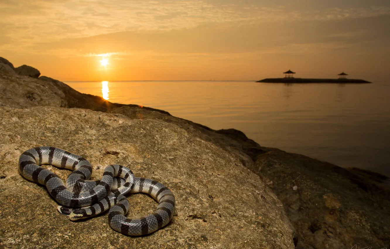 Photo wallpaper sea, the sky, the sun, landscape, sunset, stones, coast, snake