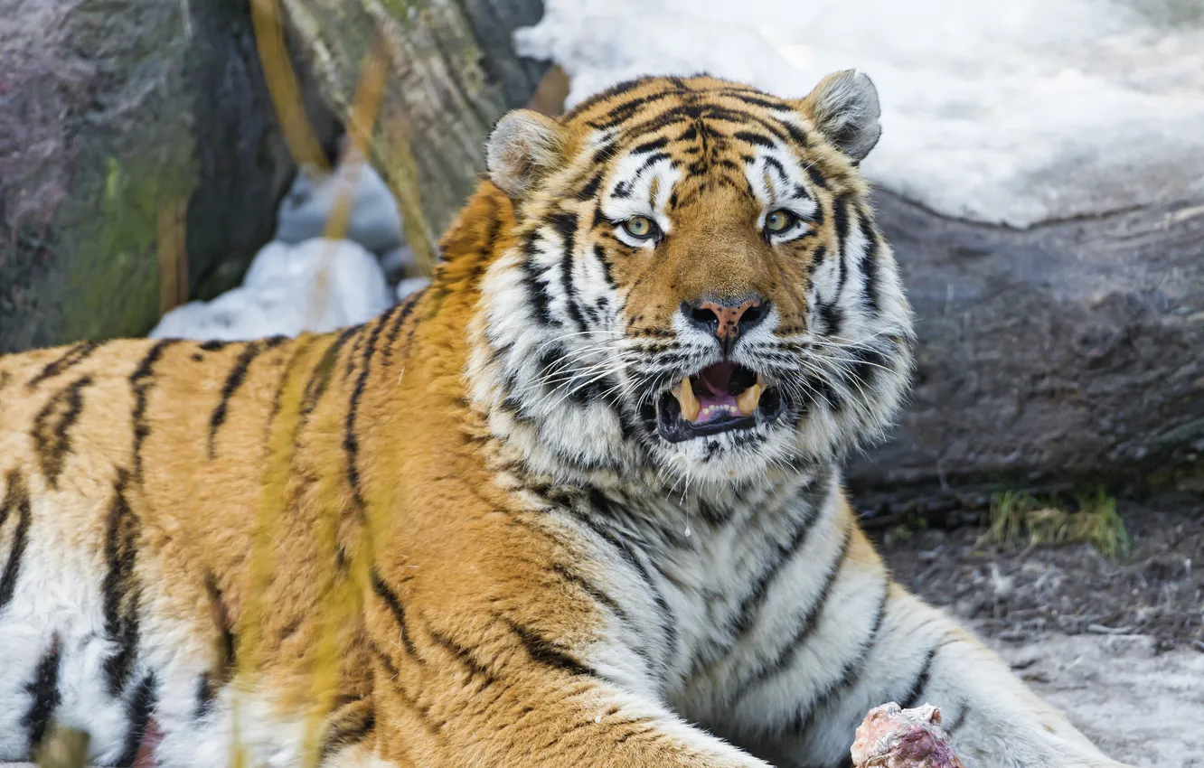 Photo wallpaper cat, look, face, tiger, fangs, the Amur tiger, ©Tambako The Jaguar