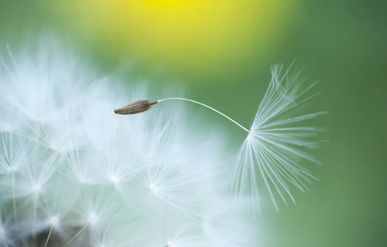 Photo wallpaper summer, flowers, background, blade of grass