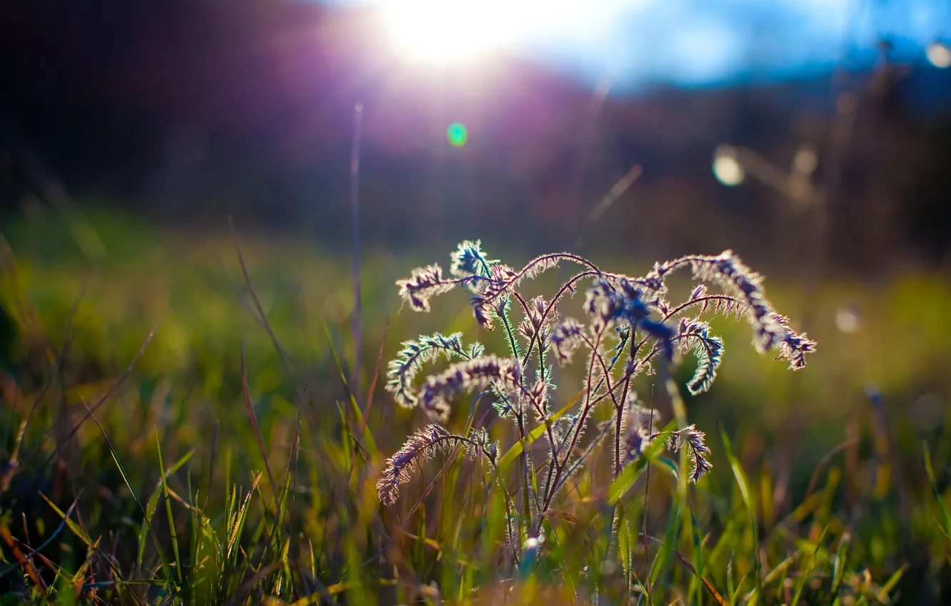 Photo wallpaper grass, the sun, rays, bushes
