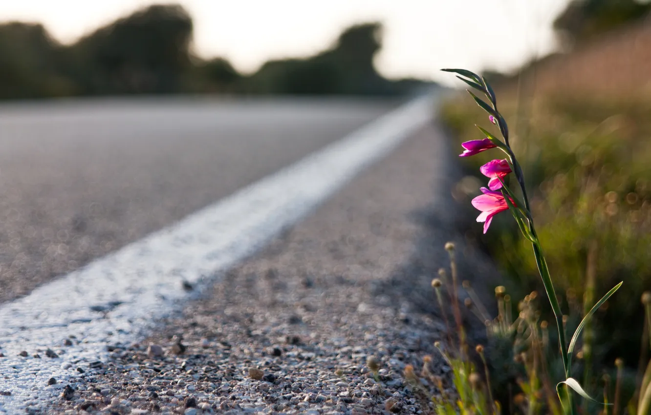 Photo wallpaper road, flower, asphalt, macro, sunset, strip, plant, spring