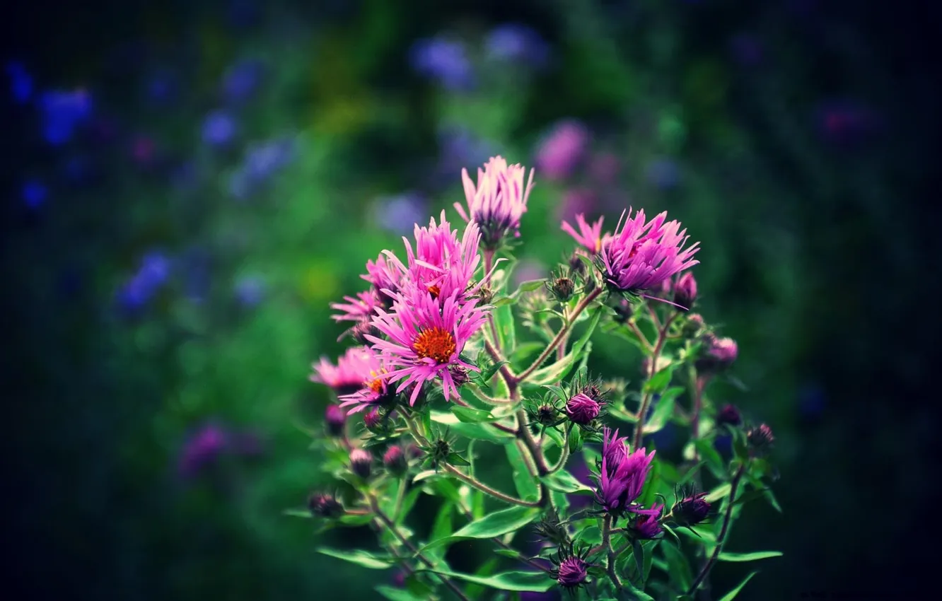 Photo wallpaper leaves, flowers, nature, plant, stem