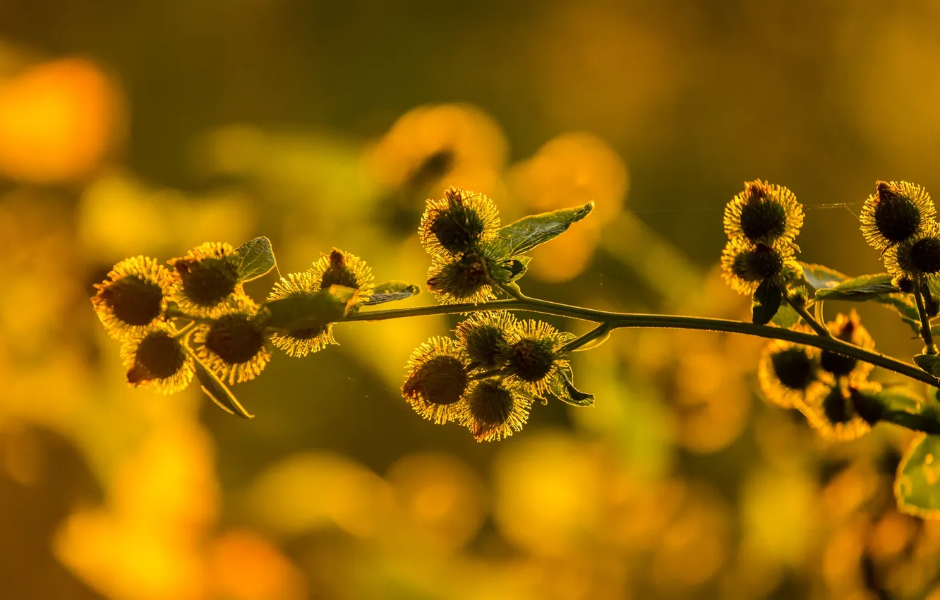 Photo wallpaper light, sunset, nature, plant, web, weed