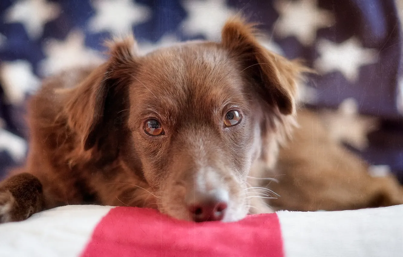 Photo wallpaper look, each, dog