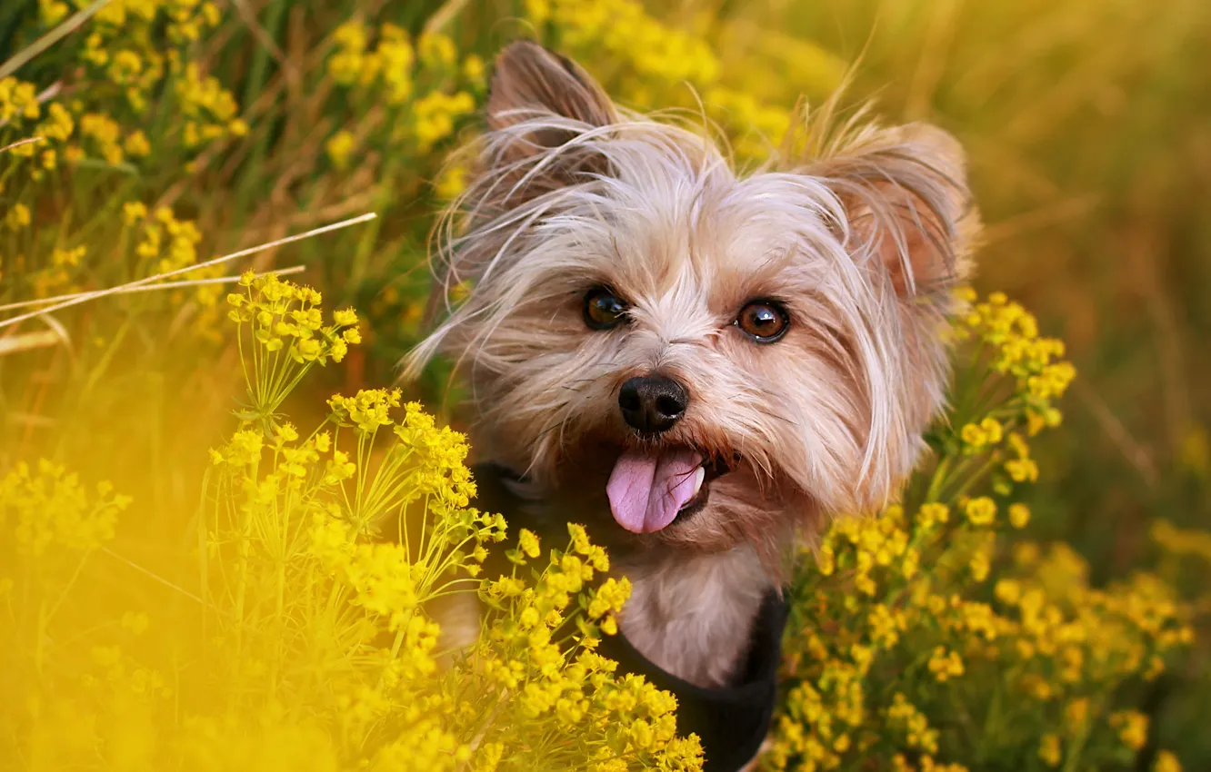 Photo wallpaper language, summer, look, flowers, yellow, nature, dog, meadow
