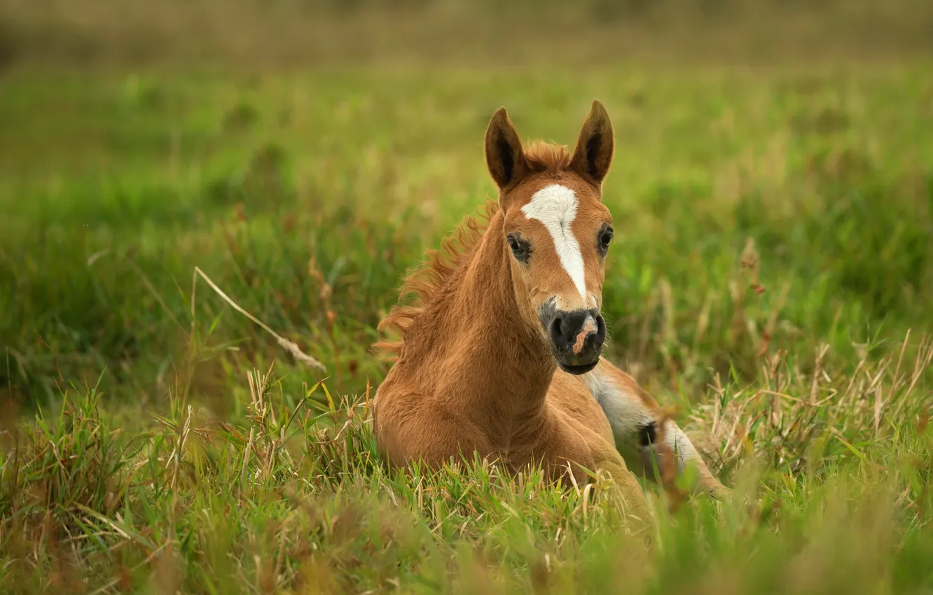 Photo wallpaper grass, look, face, nature, horse, horse, lies, chestnut