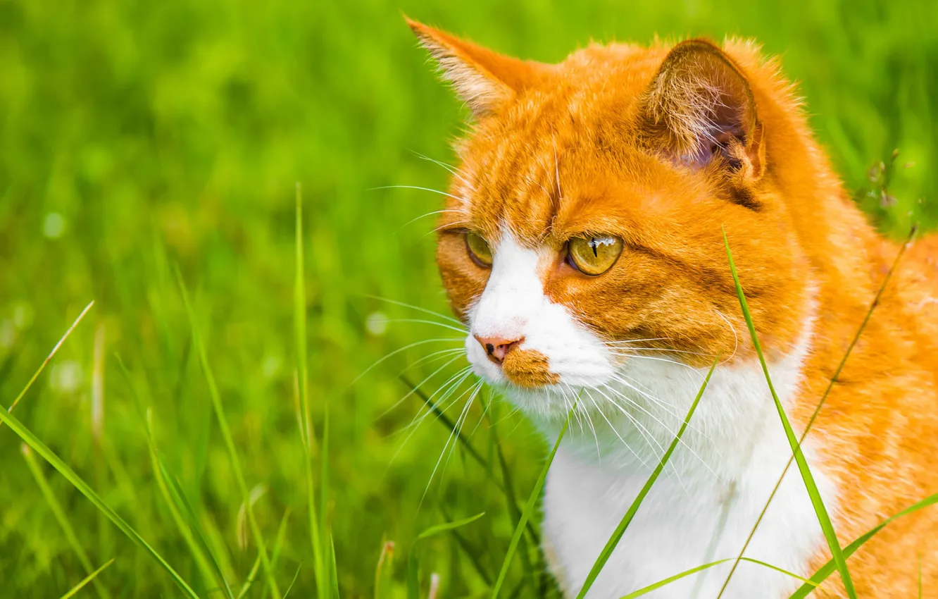 Photo wallpaper greens, cat, grass, cat, look, portrait, red, face