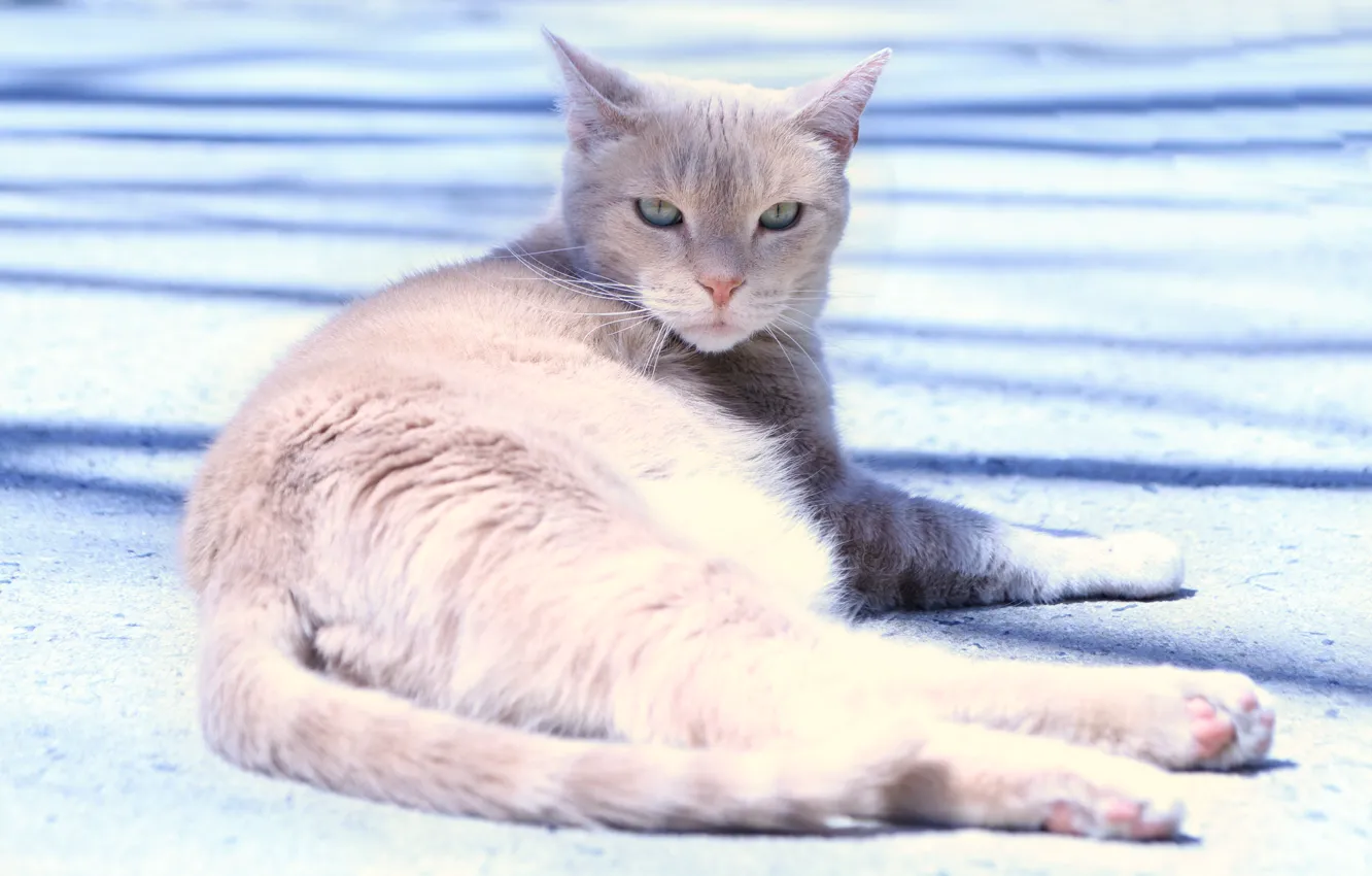Photo wallpaper summer, cat, look, heat
