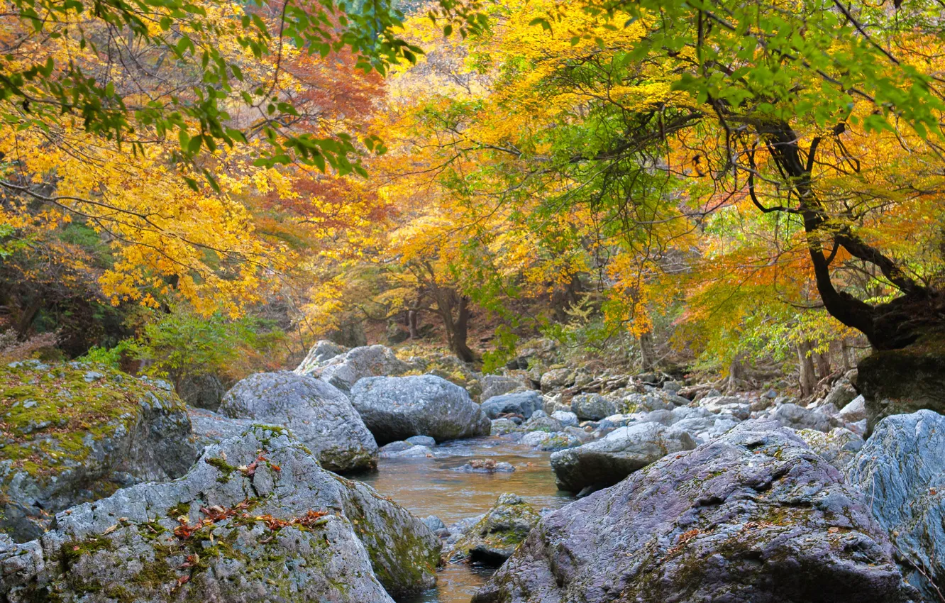 Photo wallpaper autumn, forest, trees, river, stones