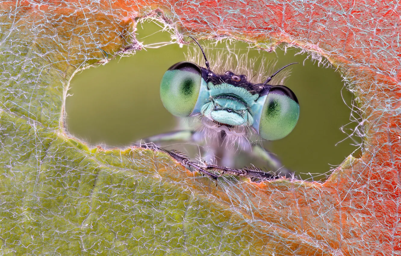 Photo wallpaper eyes, macro, sheet, dragonfly