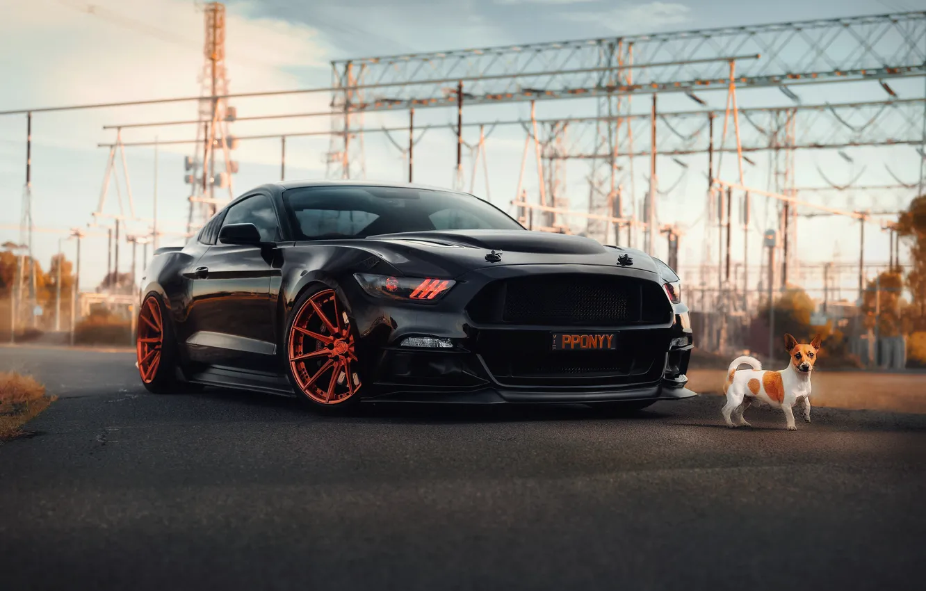 Photo wallpaper Mustang, Ford, dog