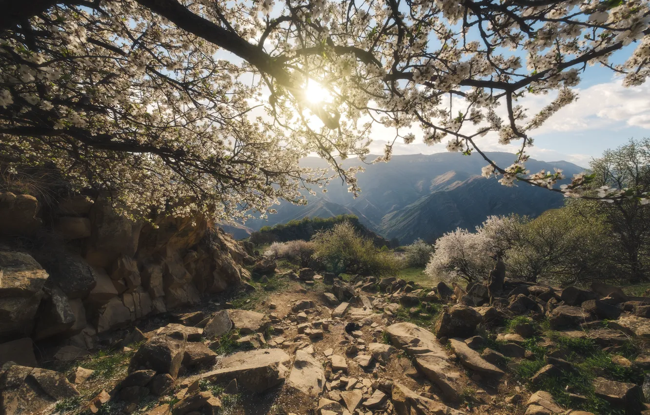 Photo wallpaper the sun, trees, landscape, mountains, nature, stones, dawn, spring