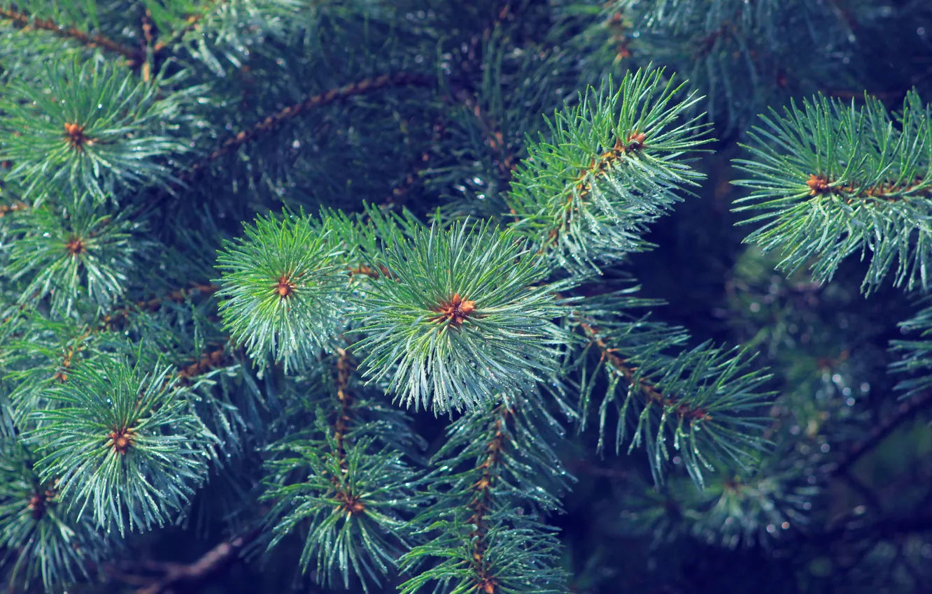 Photo wallpaper tree, pine, twig