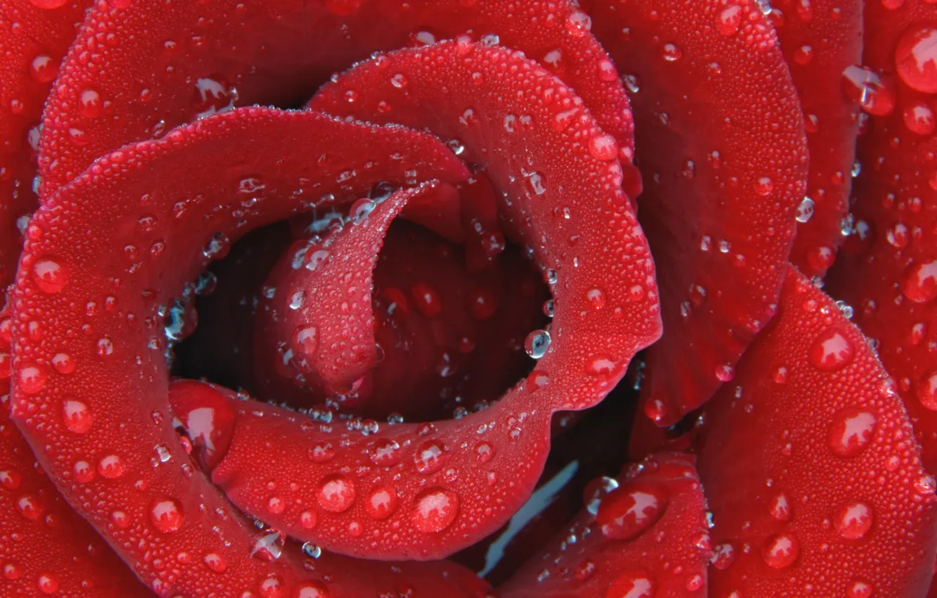 Photo wallpaper red, Drops, Rose, Petals