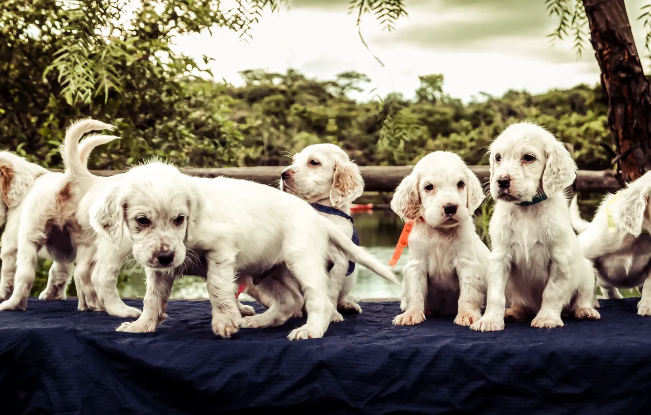 Photo wallpaper each, dog, puppy