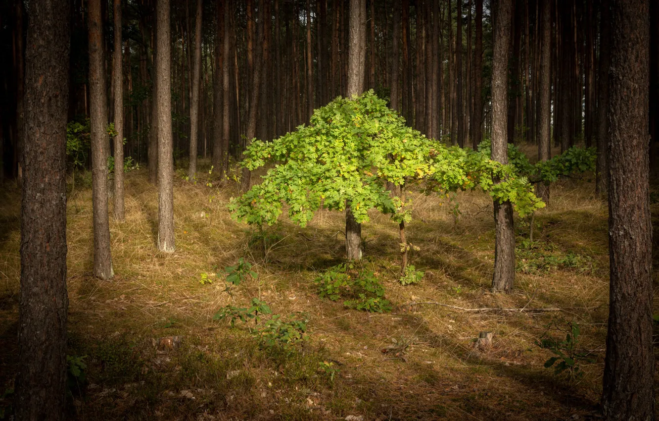 Photo wallpaper forest, light, foliage, tree, pine