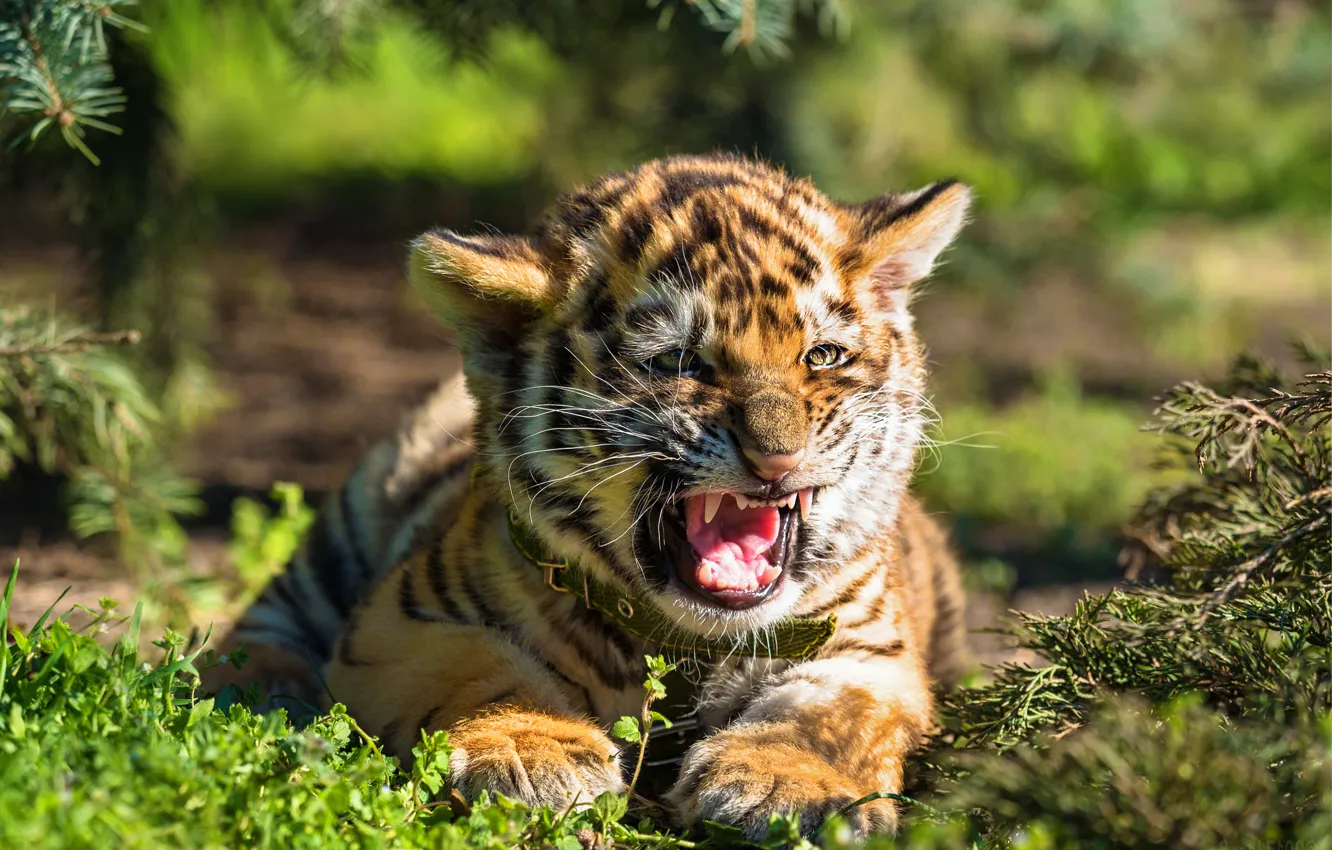 Photo wallpaper language, light, branches, nature, tiger, paws, baby, grin