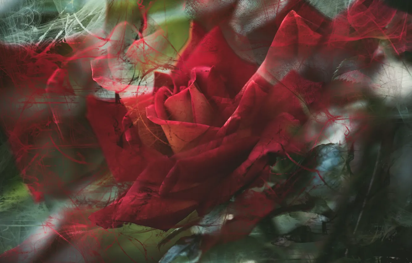 Photo wallpaper flower, line, rose, treatment, red
