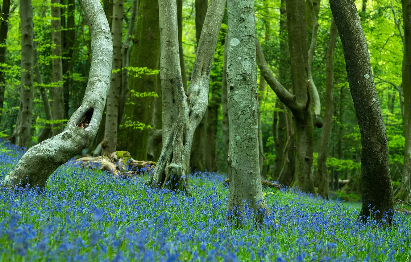 Photo wallpaper forest, trees, flowers, branches, nature, glade, spring, trunk