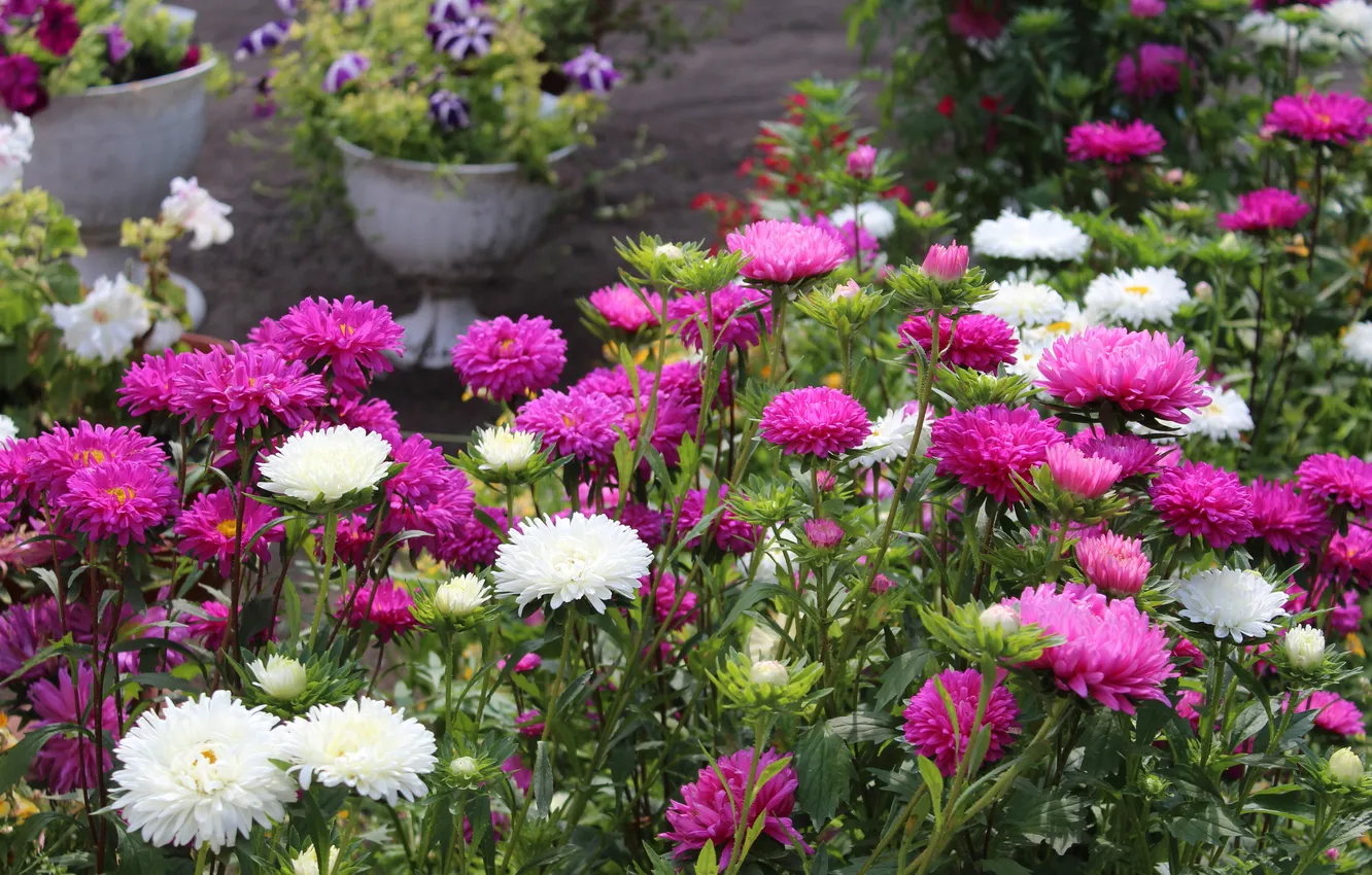 Photo wallpaper summer, flowers, garden, pink, white, flowerbed, a lot, pot