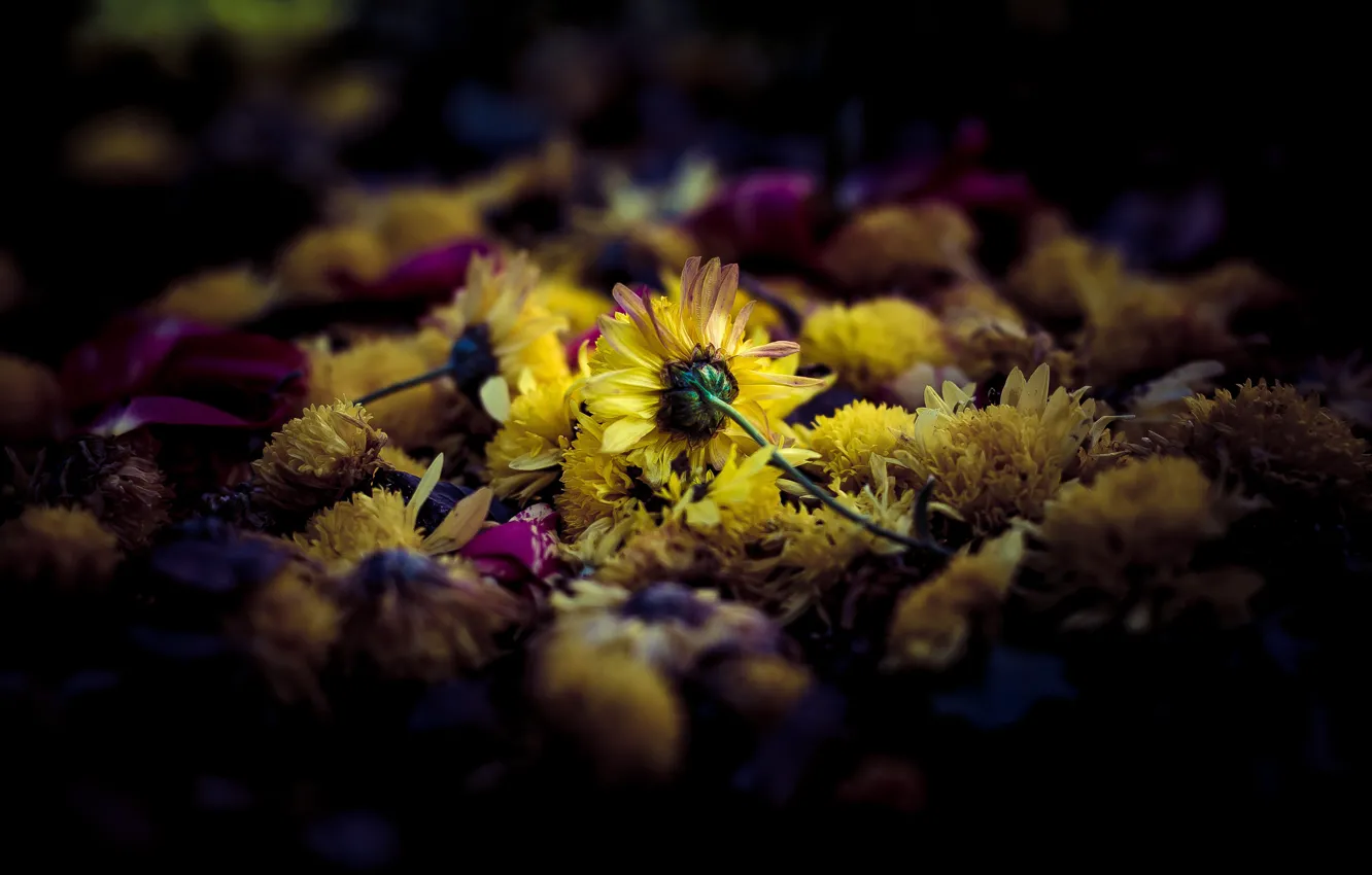 Photo wallpaper flowers, yellow, petals, black background, chrysanthemum, Withered