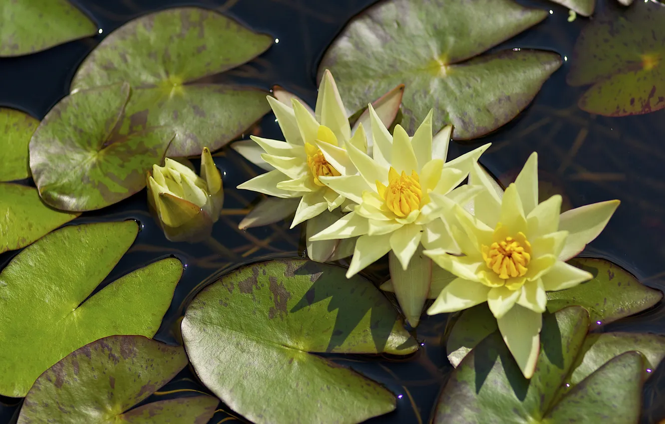 Photo wallpaper leaves, water, Nymphaeum, water Lily