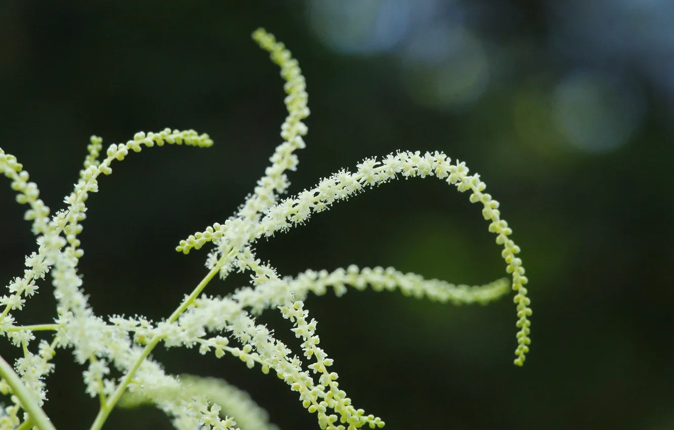 Photo wallpaper white, garden, blooming, forest fireweed