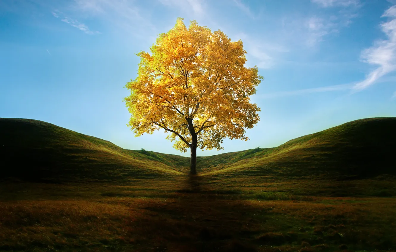 Photo wallpaper autumn, grass, leaves, tree, hills, shadow, art, yellow