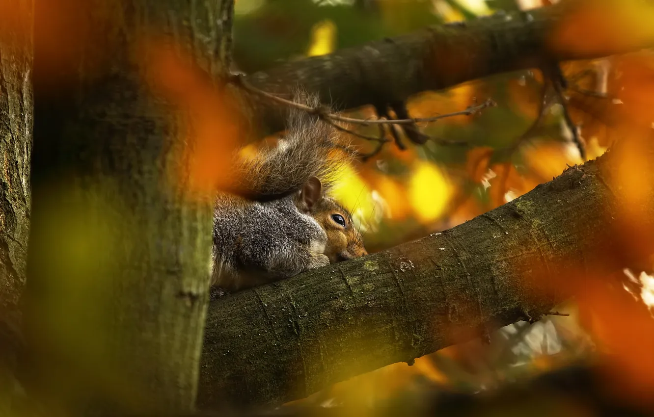 Photo wallpaper autumn, trees, branches, protein, bokeh