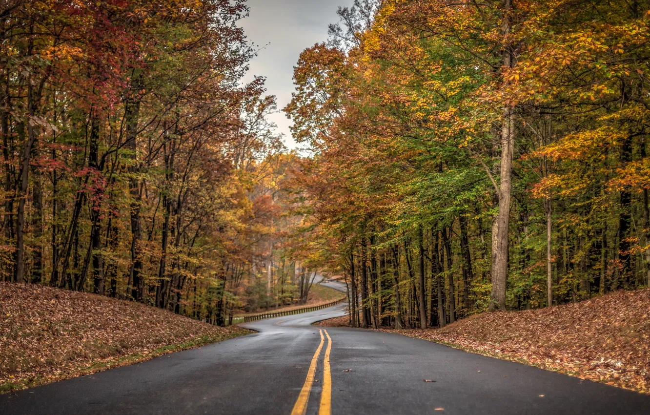 Photo wallpaper road, autumn, forest