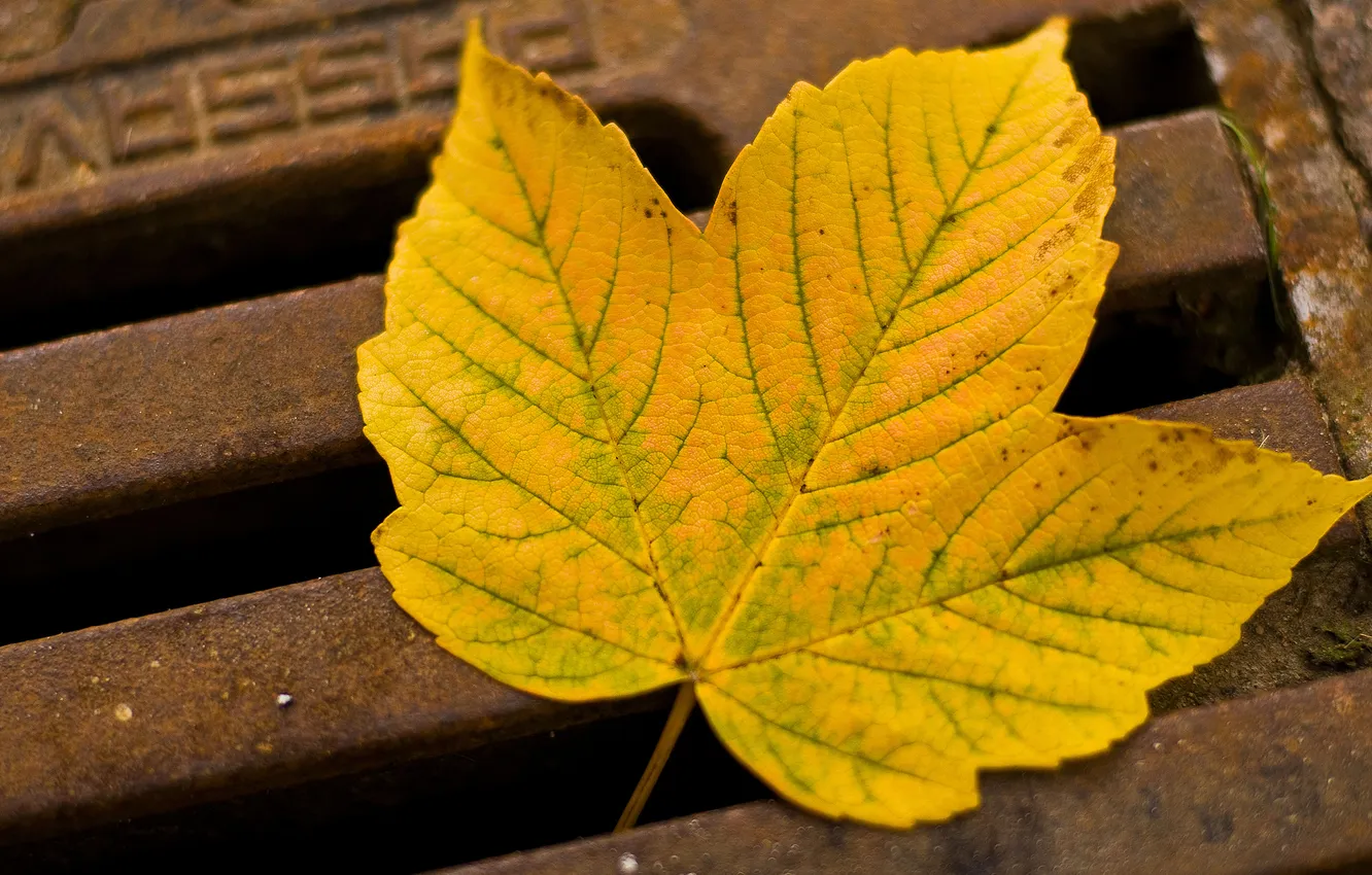 Photo wallpaper autumn, leaves, macro, iron, the reshotka river canal,