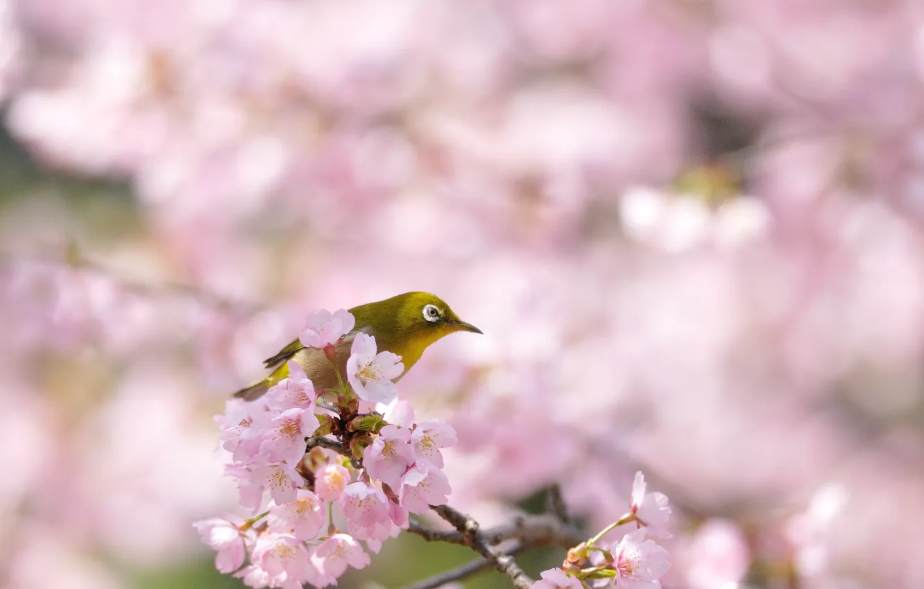 Photo wallpaper nature, tree, bird, spring, Sakura, flowering