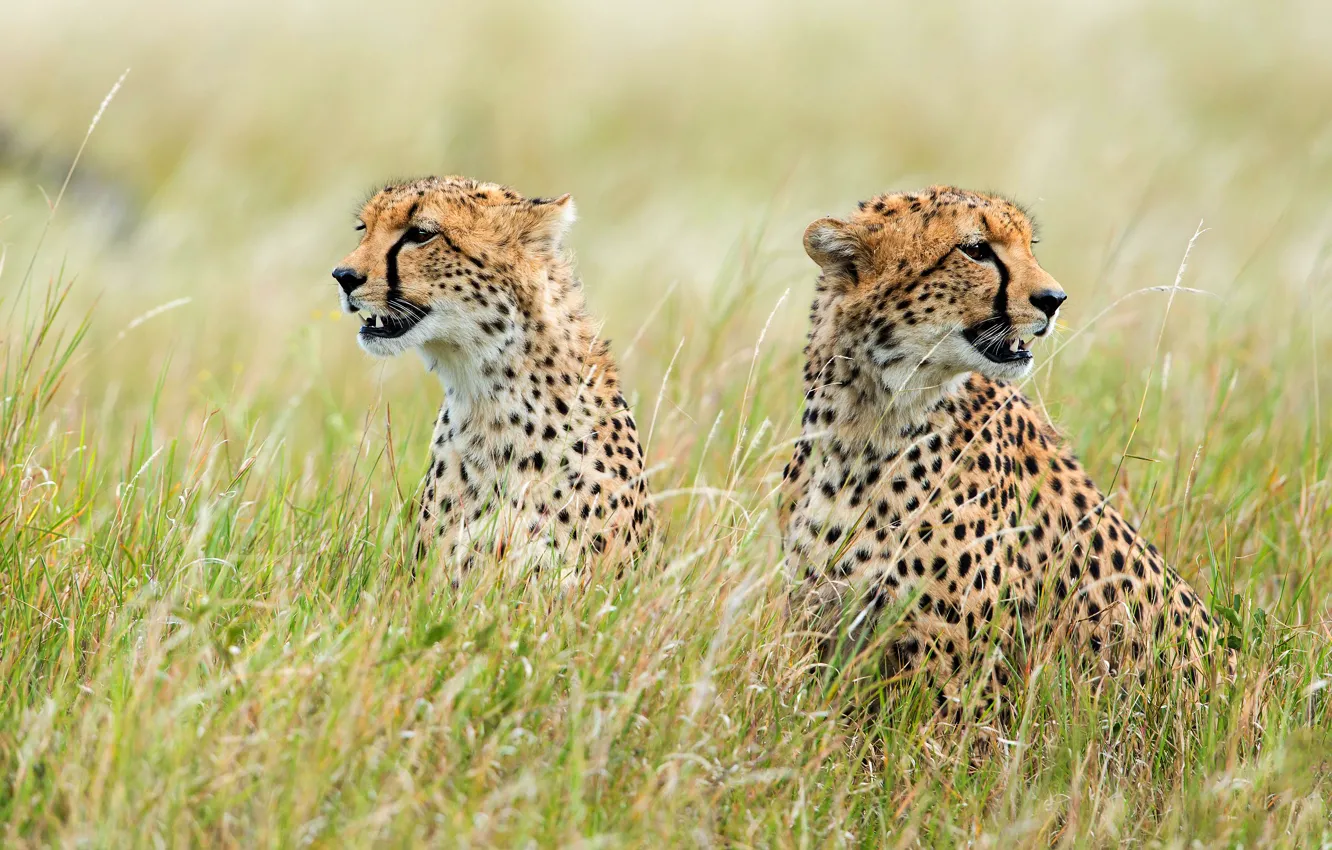 Photo wallpaper field, grass, pair, Cheetah, two, muzzle, cheetahs, two Cheetah