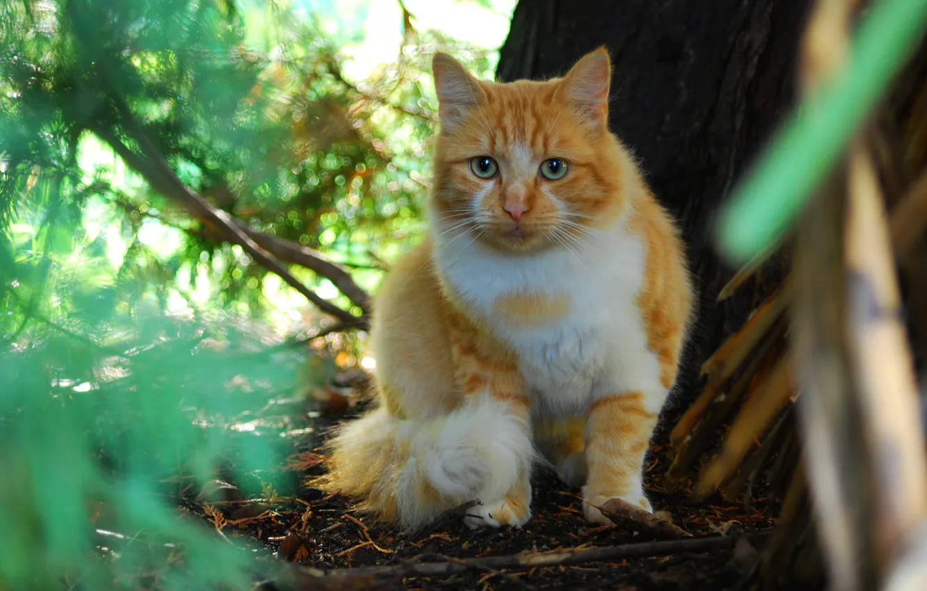 Photo wallpaper cat, cat, nature, red