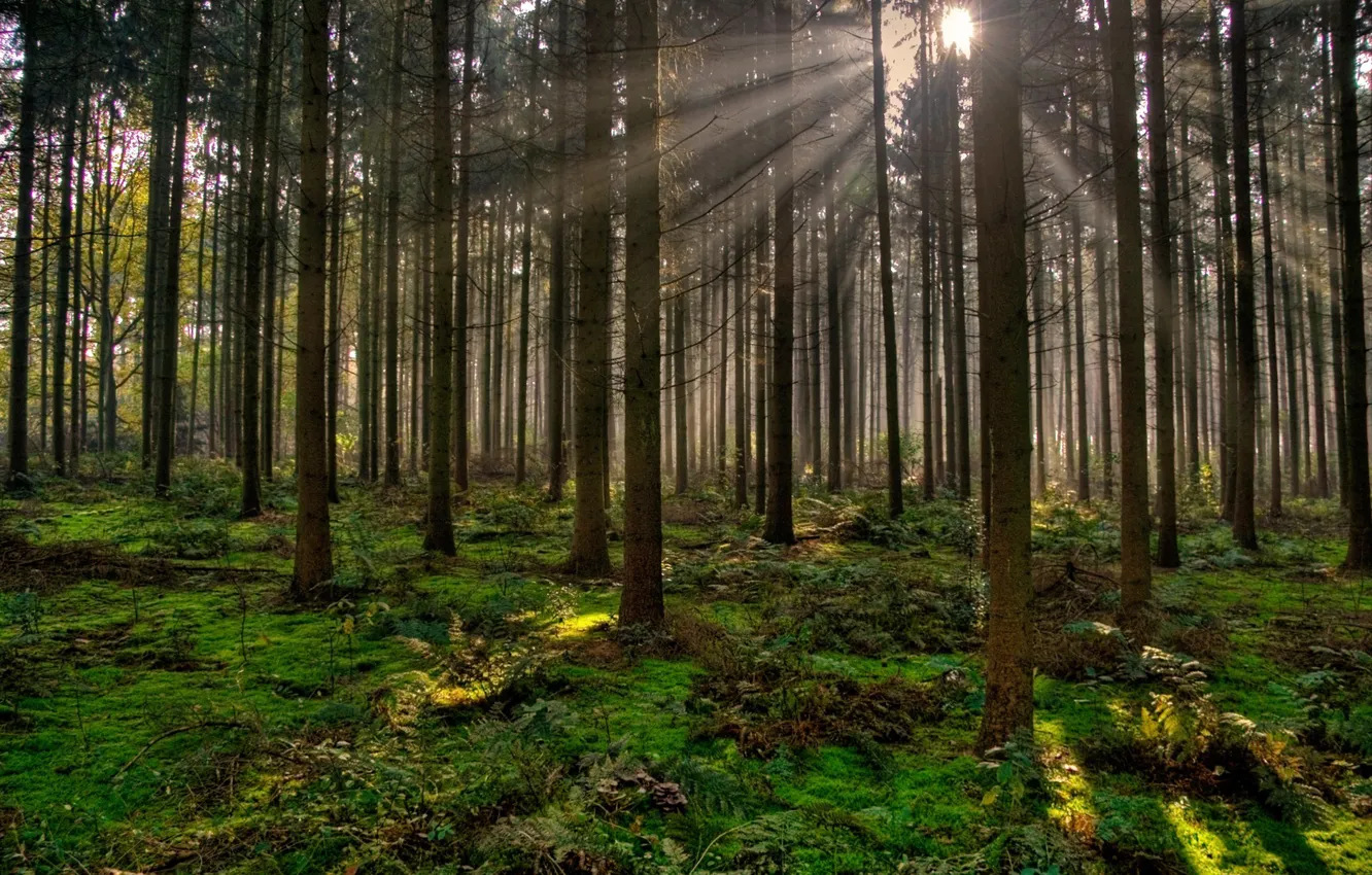 Photo wallpaper forest, trees, nature, the evening, the rays of the sun