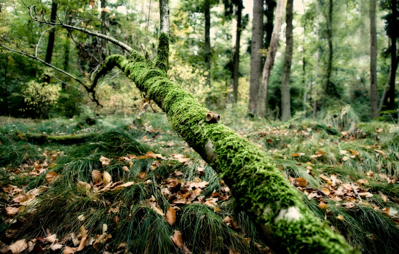 Photo wallpaper forest, grass, moss, branch