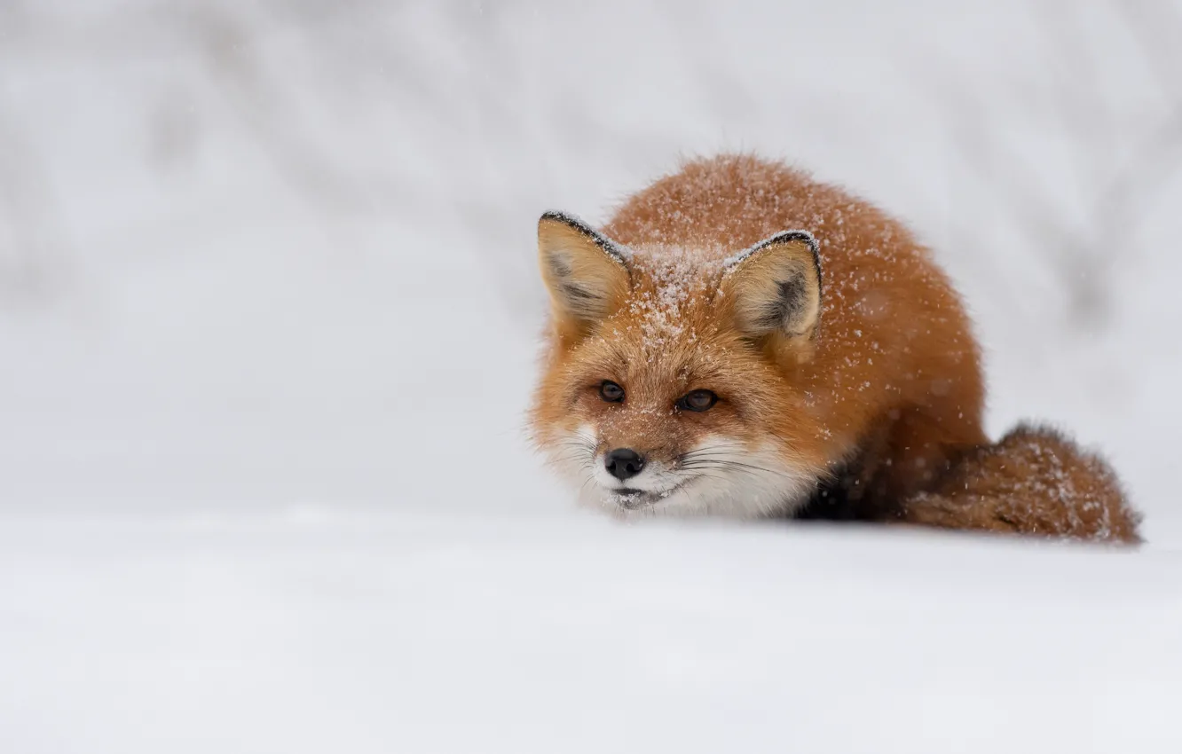 Photo wallpaper winter, look, face, snow, nature, Fox, the snow, red