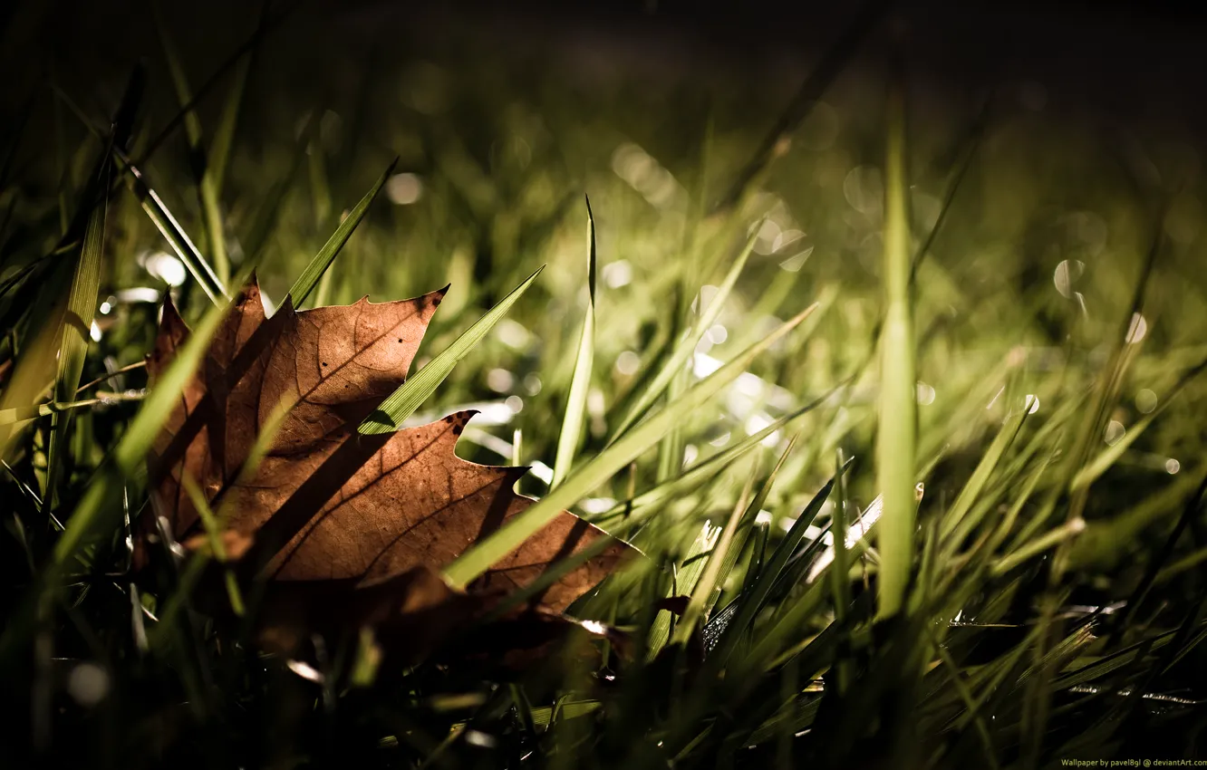 Photo wallpaper Leaf, Grass, Autumn, Fall, Grass