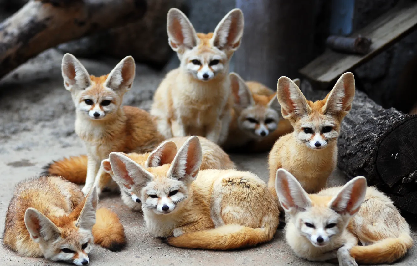 Photo wallpaper animals, Fox, Fenech, Fennec fox, eared