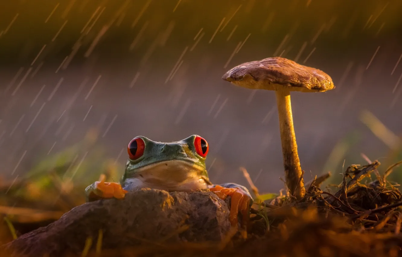 Photo wallpaper sadness, reverie, rain, mushroom, frog, legs, orange, green