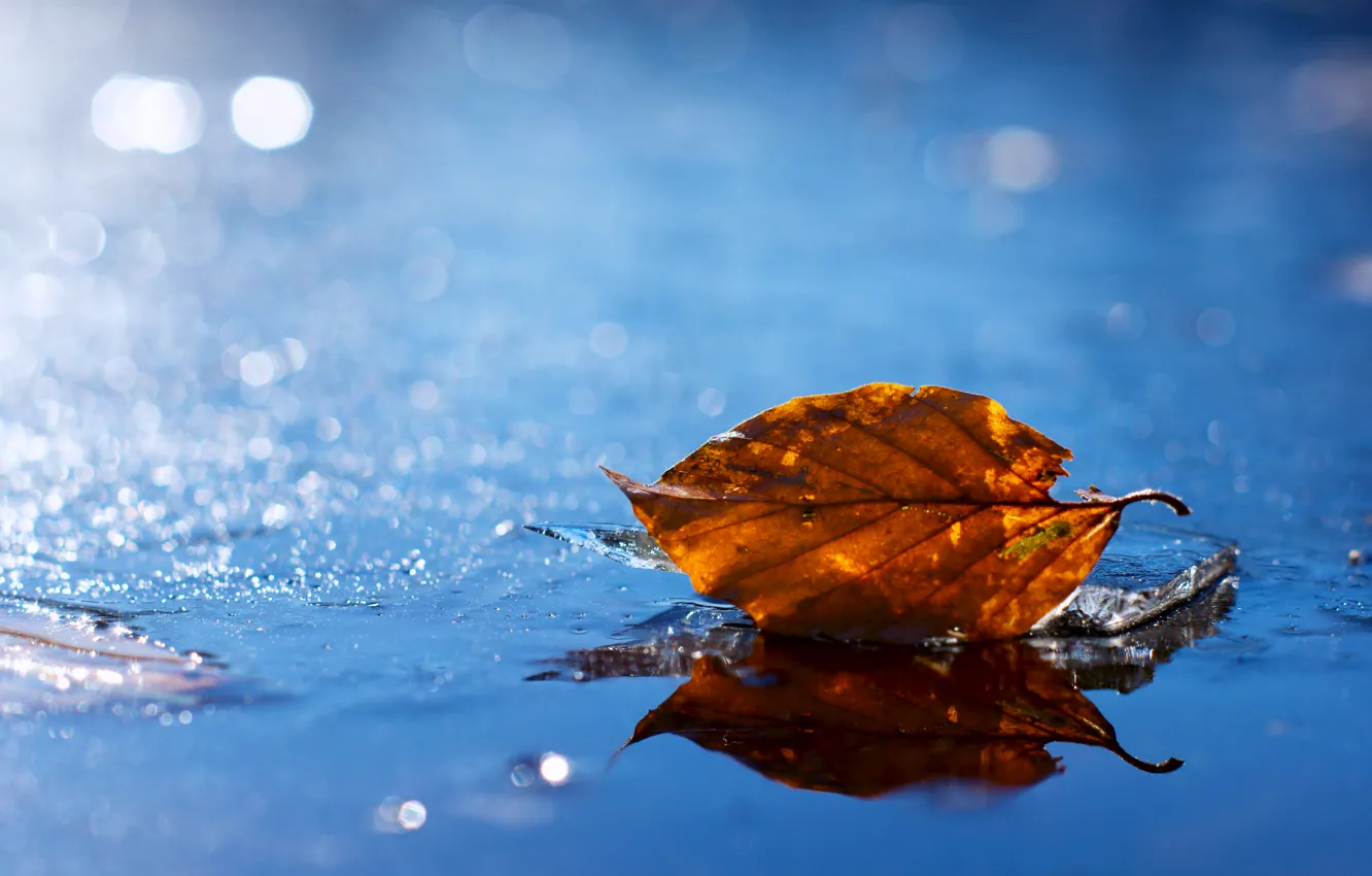 Photo wallpaper autumn, leaves, water, yellow, droplets, glare, leaf, blur