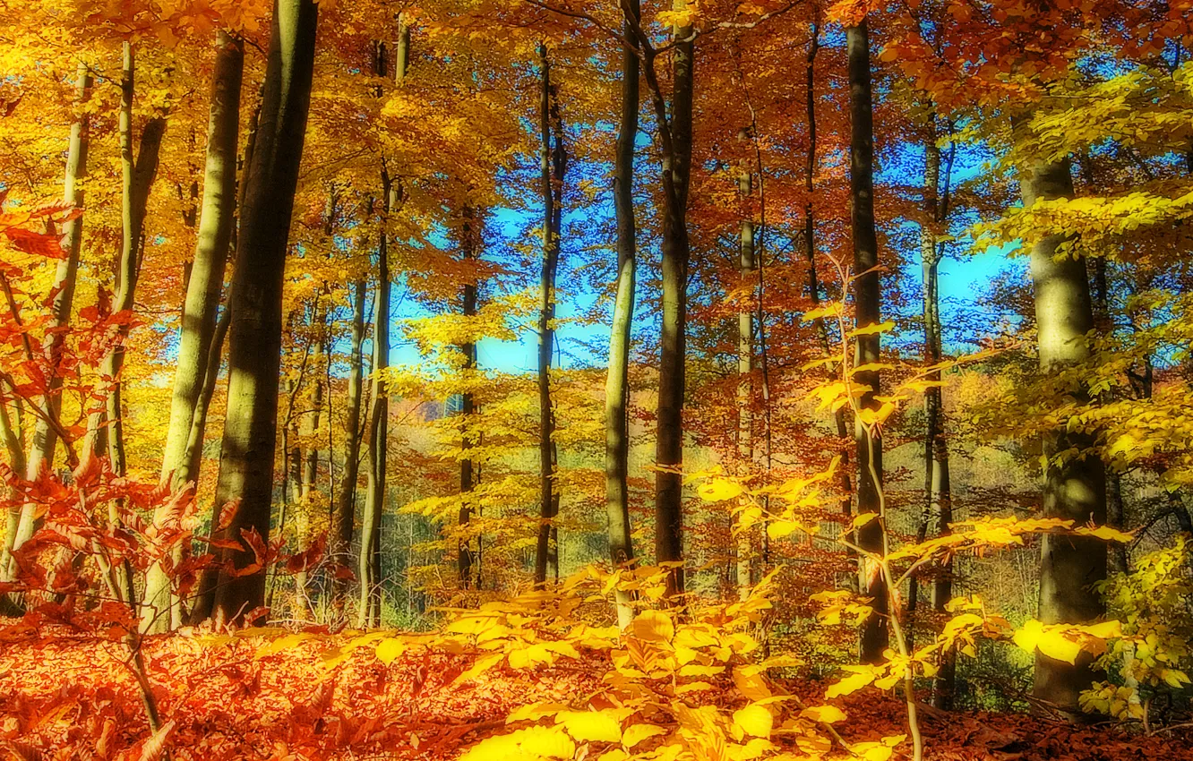 Photo wallpaper autumn, forest, the sky, trees, landscape, nature, time of the year