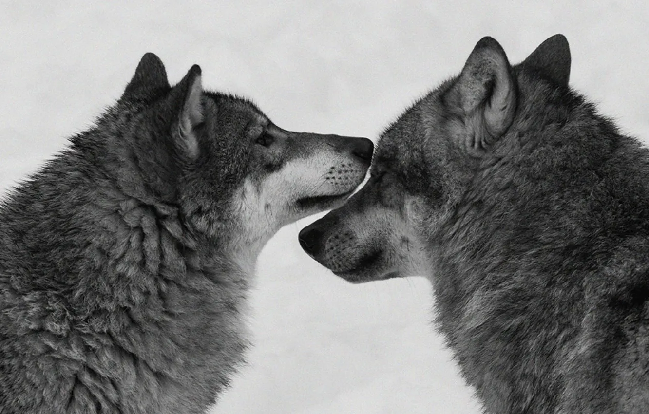 Photo wallpaper Predator, wolf, portrait, portrait., Canis lupus. face