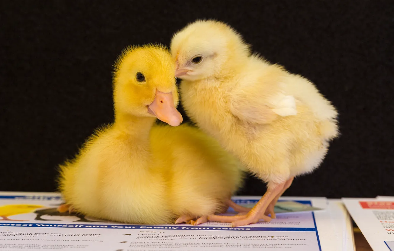 Photo wallpaper background, a couple, duck, chicken, Chicks