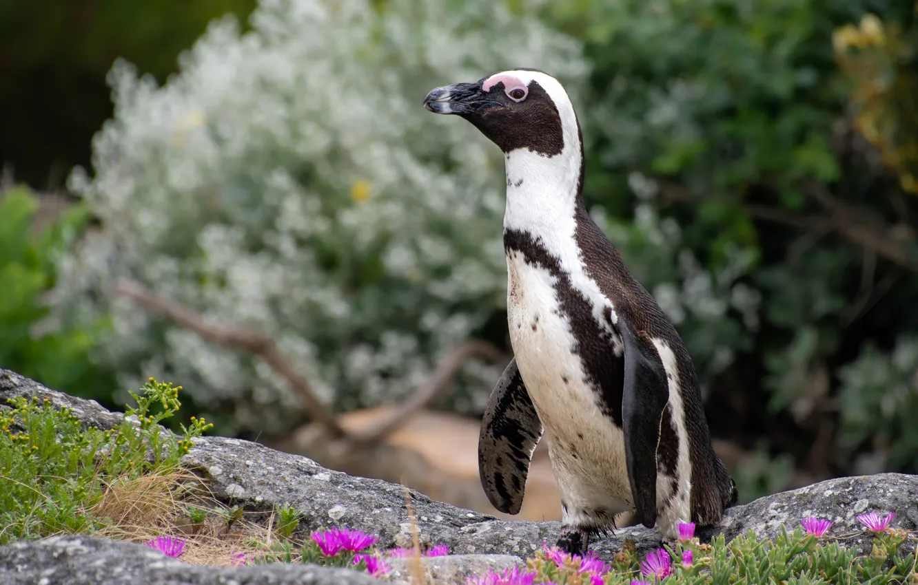 Photo wallpaper flowers, bird, penguins