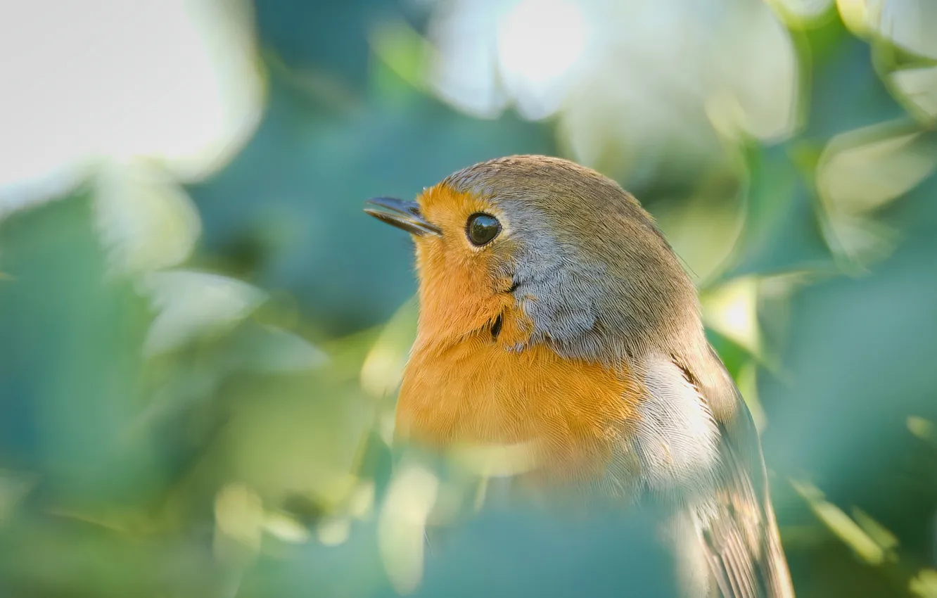 Photo wallpaper leaves, light, bird, bokeh, Robin