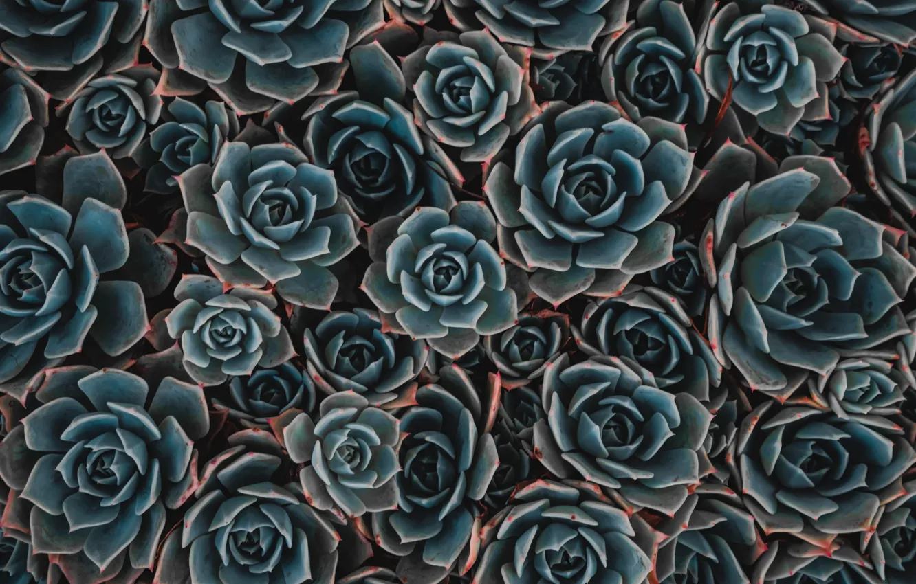 Photo wallpaper background, plant, succulents