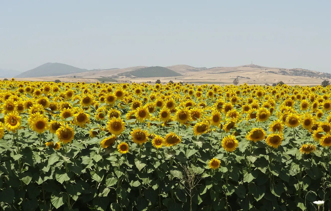 Photo wallpaper Greece, sunflowers, near Domokow